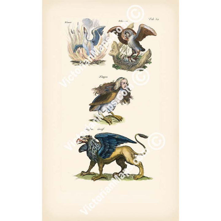 Phoenix, Pelican, Harpy, Griffin - an engraved plate from "Historiae naturalis de serpentibus et draconibus"  Merian & Jonston, 1657 art print poster canvas gift