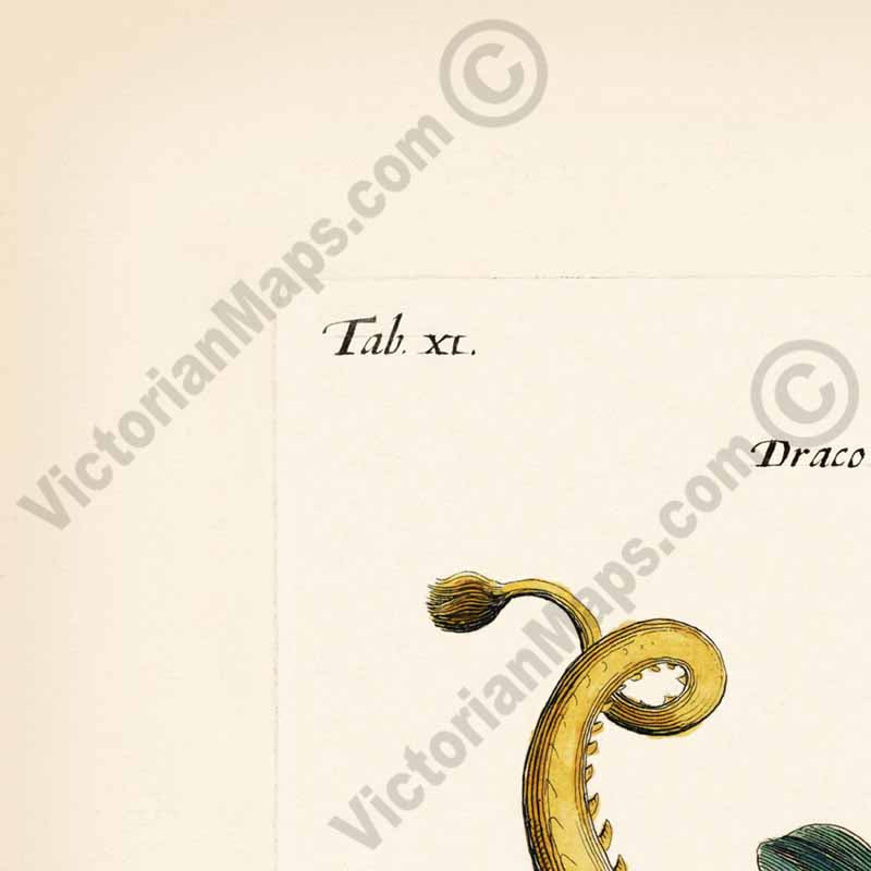 Sea Monster, Dragon and Basilisk - sea beasts illustration from "Historiae naturalis de serpentibus et draconibus"  Merian & Jonston, 1657 art print poster canvas gift