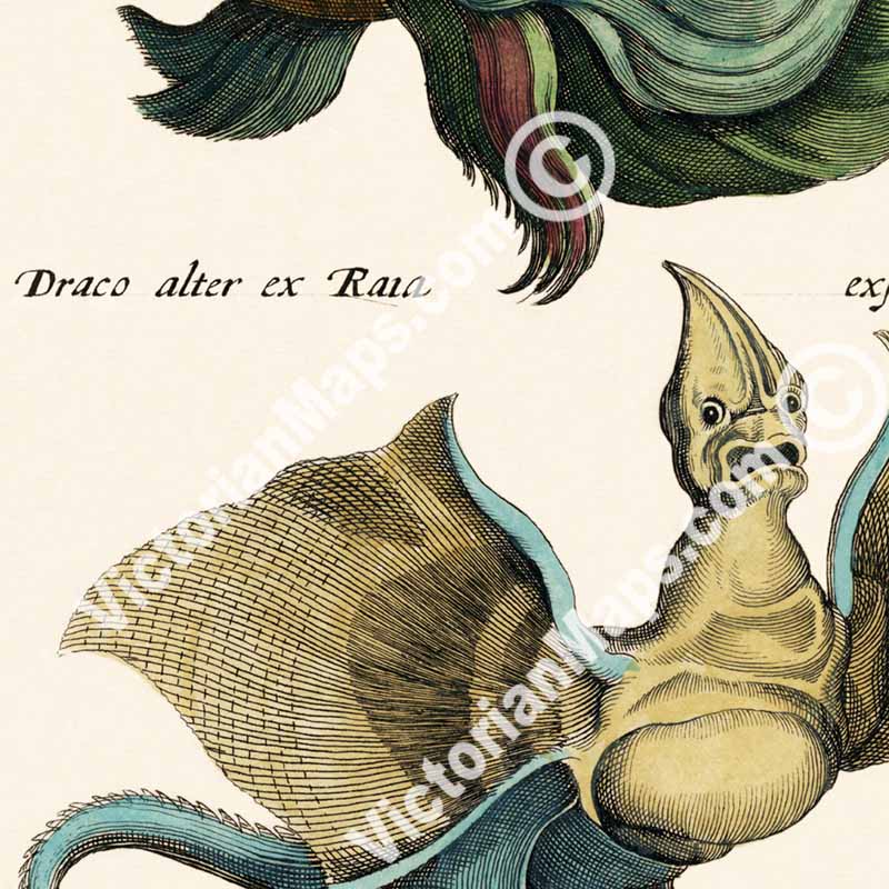 Sea Monster, Dragon and Basilisk - sea beasts illustration from "Historiae naturalis de serpentibus et draconibus"  Merian & Jonston, 1657 art print poster canvas gift