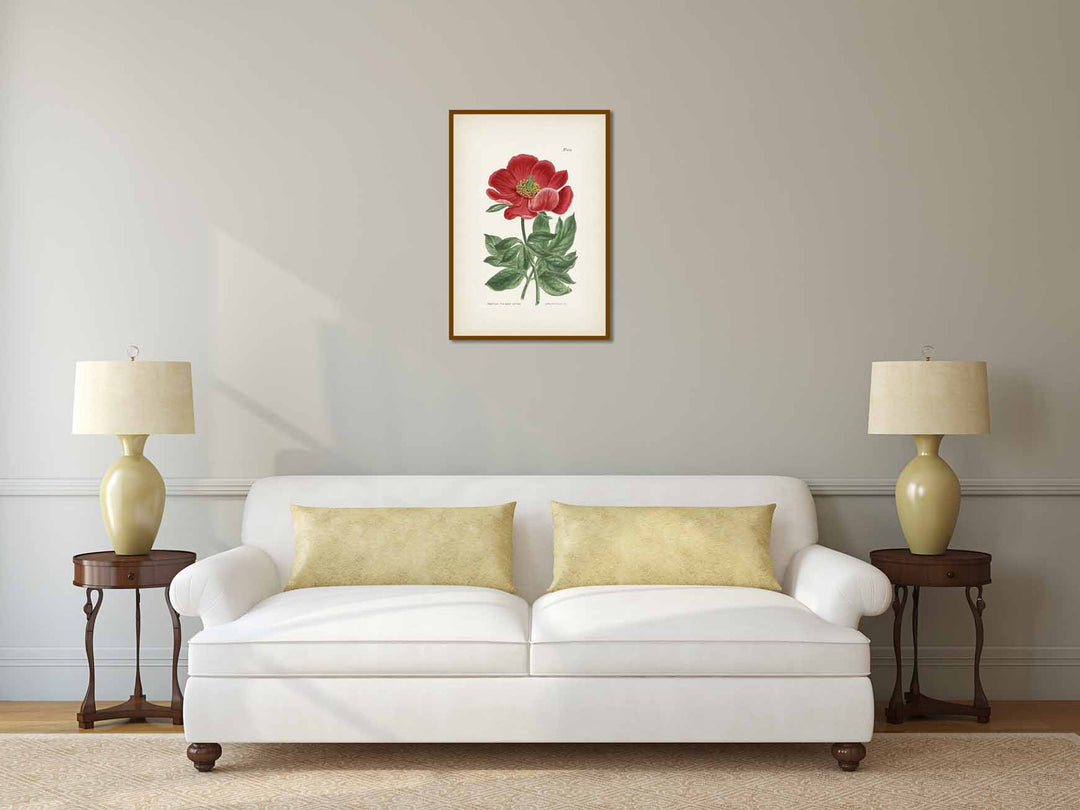 Paeonia Peregrina Crimson-Flowered Peony, engraved and hand-coloured plate from Curtis's Botanical Magazine, 1807 art print poster canvas gift