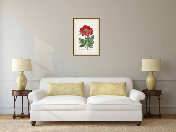Paeonia Peregrina Crimson-Flowered Peony, engraved and hand-coloured plate from Curtis's Botanical Magazine, 1807 art print poster canvas gift