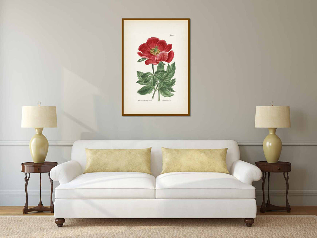 Paeonia Peregrina Crimson-Flowered Peony, engraved and hand-coloured plate from Curtis's Botanical Magazine, 1807 art print poster canvas gift