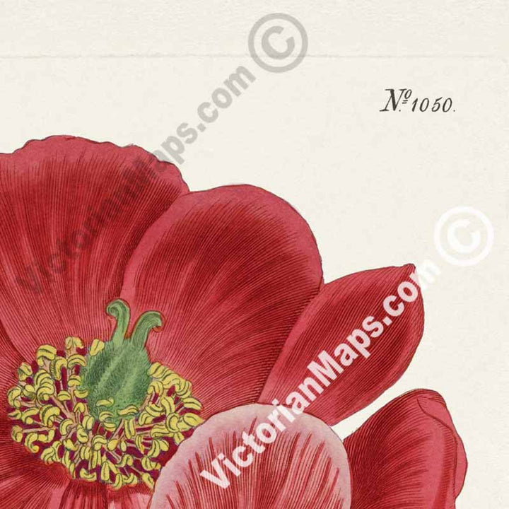 Paeonia Peregrina Crimson-Flowered Peony, engraved and hand-coloured plate from Curtis's Botanical Magazine, 1807 art print poster canvas gift