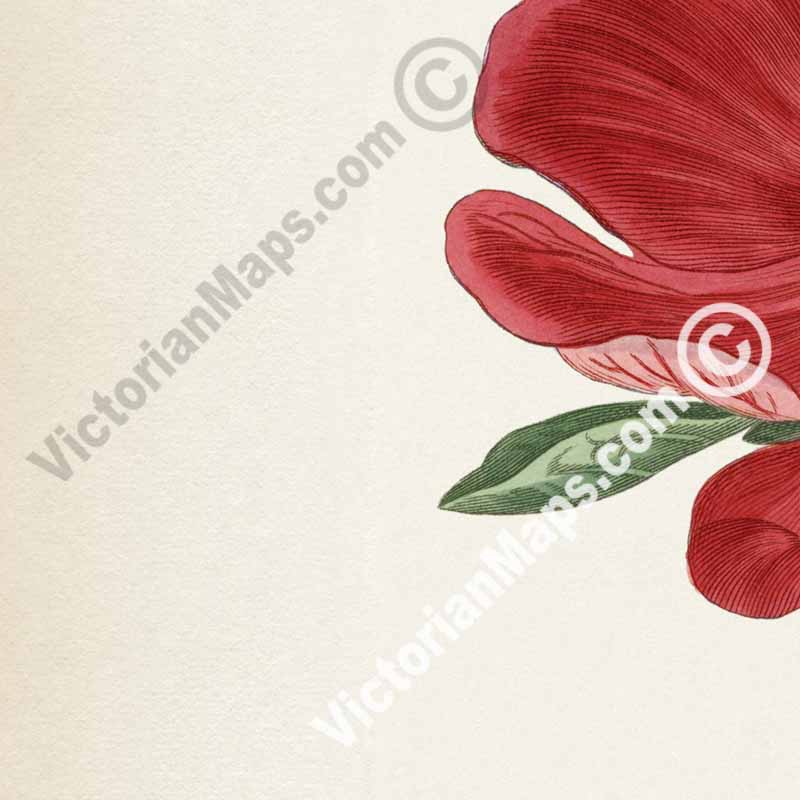 Paeonia Peregrina Crimson-Flowered Peony, engraved and hand-coloured plate from Curtis's Botanical Magazine, 1807 art print poster canvas gift