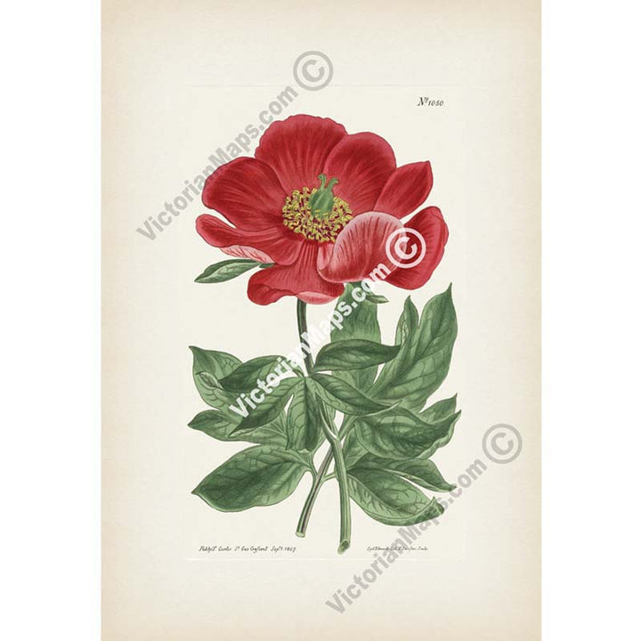 Paeonia Peregrina Crimson-Flowered Peony, engraved and hand-coloured plate from Curtis's Botanical Magazine, 1807 art print poster canvas gift