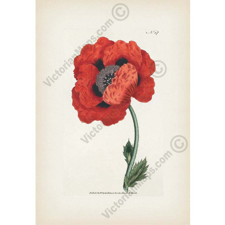 Red Oriental Poppy flowering plant Papaver Orientale Eastern Poppy, engraved and hand-coloured plate from Curtis's Botanical Magazine, 1787 art print poster canvas gift