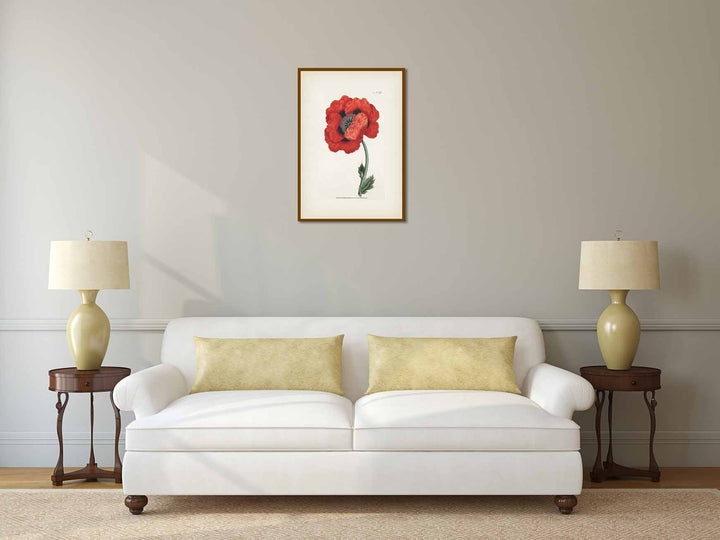 Red Oriental Poppy flowering plant Papaver Orientale Eastern Poppy, engraved and hand-coloured plate from Curtis's Botanical Magazine, 1787 art print poster canvas gift