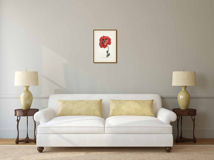 Red Oriental Poppy flowering plant Papaver Orientale Eastern Poppy, engraved and hand-coloured plate from Curtis's Botanical Magazine, 1787 art print poster canvas gift