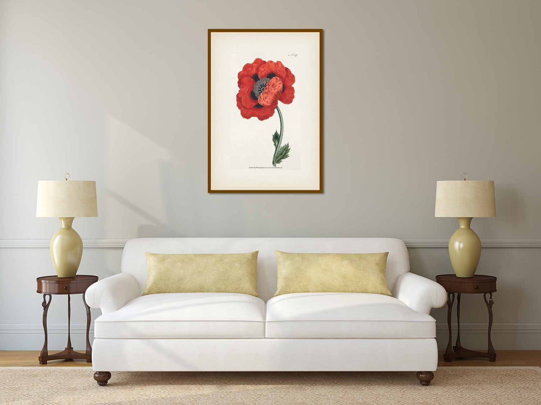 Red Oriental Poppy flowering plant Papaver Orientale Eastern Poppy, engraved and hand-coloured plate from Curtis's Botanical Magazine, 1787 art print poster canvas gift