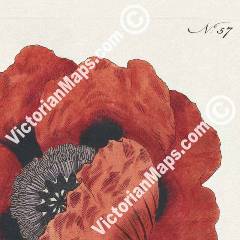 Red Oriental Poppy flowering plant Papaver Orientale Eastern Poppy, engraved and hand-coloured plate from Curtis's Botanical Magazine, 1787 art print poster canvas gift