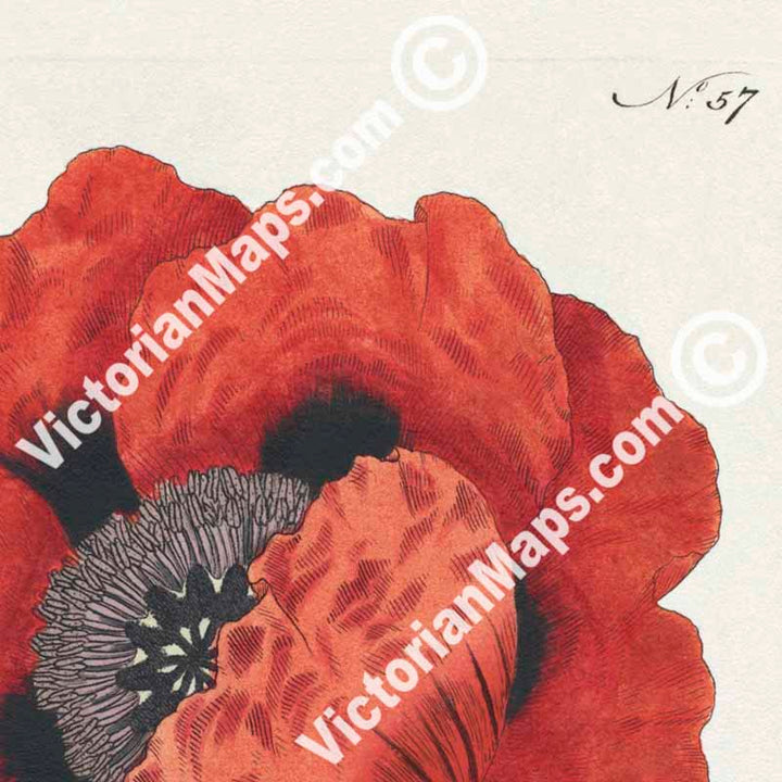 Red Oriental Poppy flowering plant Papaver Orientale Eastern Poppy, engraved and hand-coloured plate from Curtis's Botanical Magazine, 1787 art print poster canvas gift