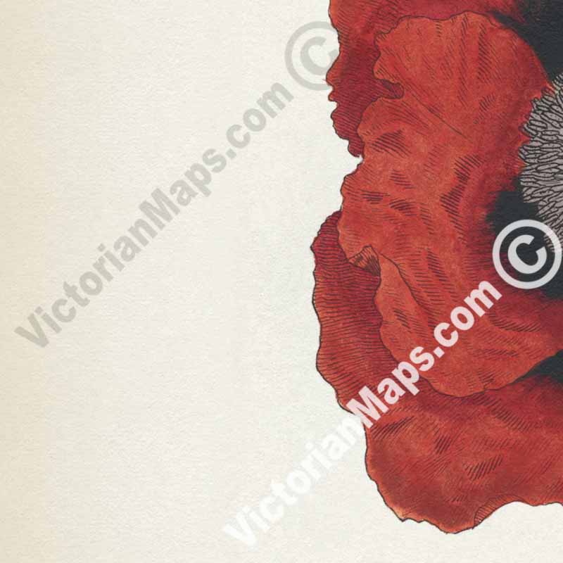 Red Oriental Poppy flowering plant Papaver Orientale Eastern Poppy, engraved and hand-coloured plate from Curtis's Botanical Magazine, 1787 art print poster canvas gift