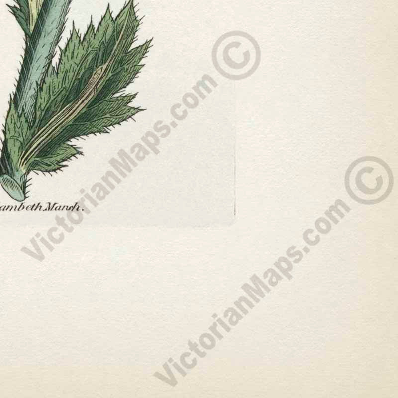 Red Oriental Poppy flowering plant Papaver Orientale Eastern Poppy, engraved and hand-coloured plate from Curtis's Botanical Magazine, 1787 art print poster canvas gift