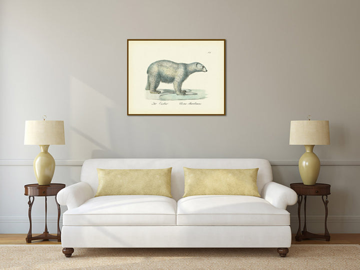 Polar bear Ursus maritimus – an engraved hand-coloured print by Karl Brodtmann, 1816 art poster canvas giftster canvas gift