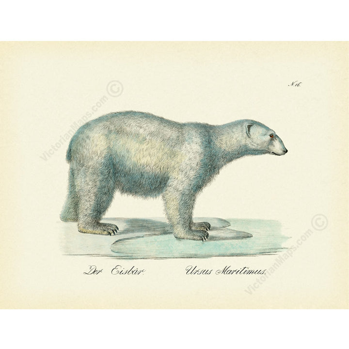 Polar bear Ursus maritimus – an engraved hand-coloured print by Karl Brodtmann, 1816 art poster canvas giftster canvas gift