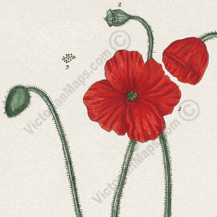 Common Red Poppy flowering plant Papaver erraticum rhoeas , botanical print by Elizabeth Blackwell, A Curious Herbal, 1737 art poster canvas gift