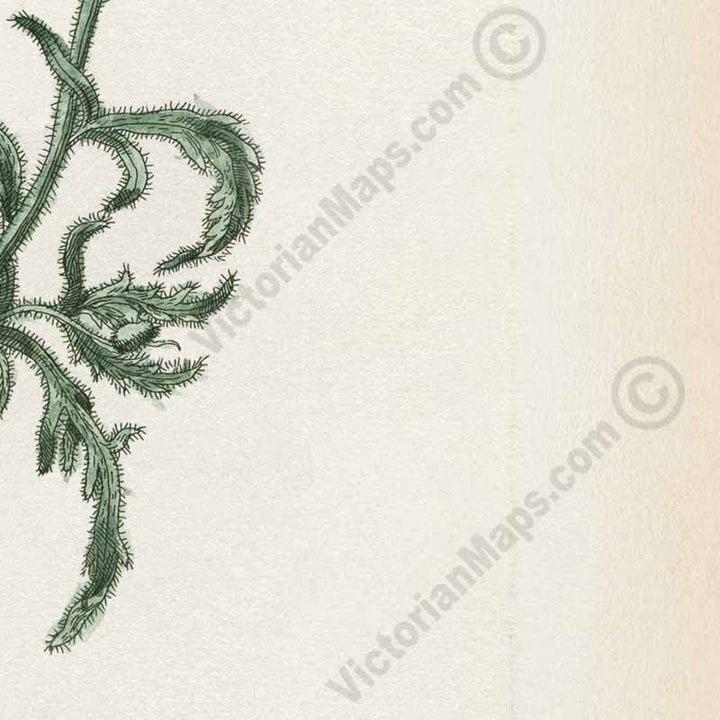 Common Red Poppy flowering plant Papaver erraticum rhoeas , botanical print by Elizabeth Blackwell, A Curious Herbal, 1737 art poster canvas gift