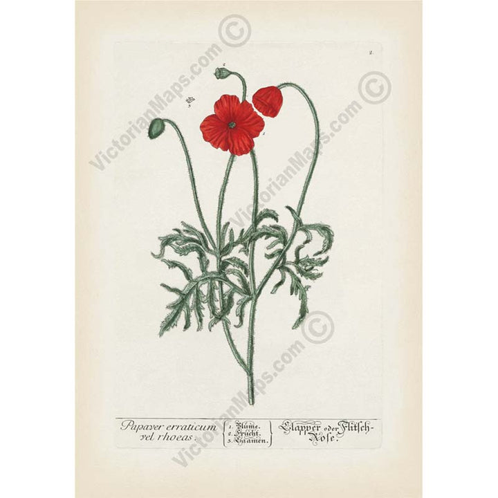 Common Red Poppy flowering plant Papaver erraticum rhoeas , botanical print by Elizabeth Blackwell, A Curious Herbal, 1737 art poster canvas gift