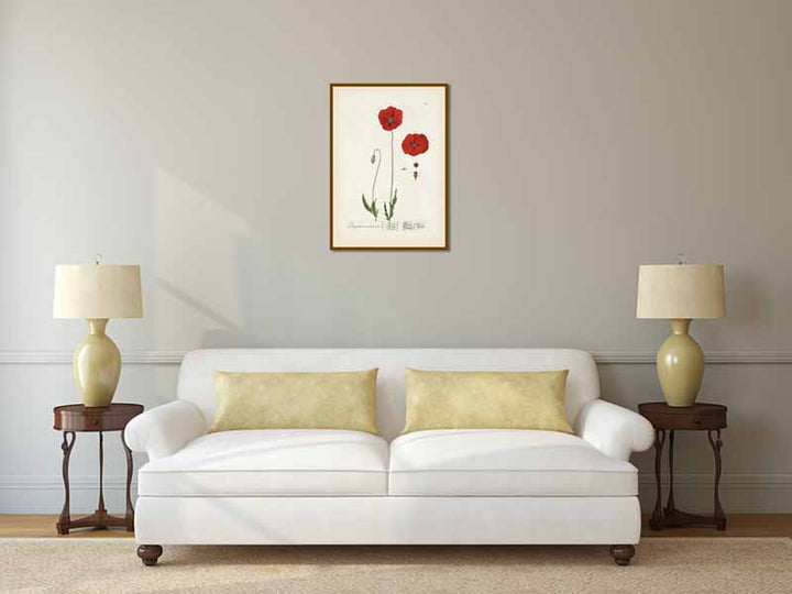 Common Red Poppy flowering plant Papaver erraticum rhoeas , botanical print by Elizabeth Blackwell, A Curious Herbal, 1757 art poster canvas gift