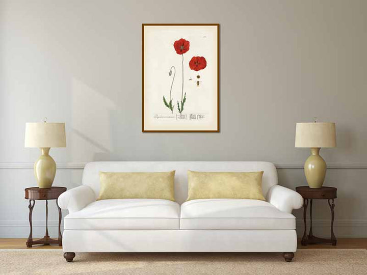 Common Red Poppy flowering plant Papaver erraticum rhoeas , botanical print by Elizabeth Blackwell, A Curious Herbal, 1757 art poster canvas gift