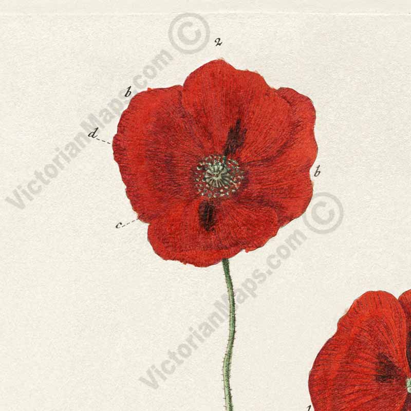 Common Red Poppy flowering plant Papaver erraticum rhoeas , botanical print by Elizabeth Blackwell, A Curious Herbal, 1757 art poster canvas gift