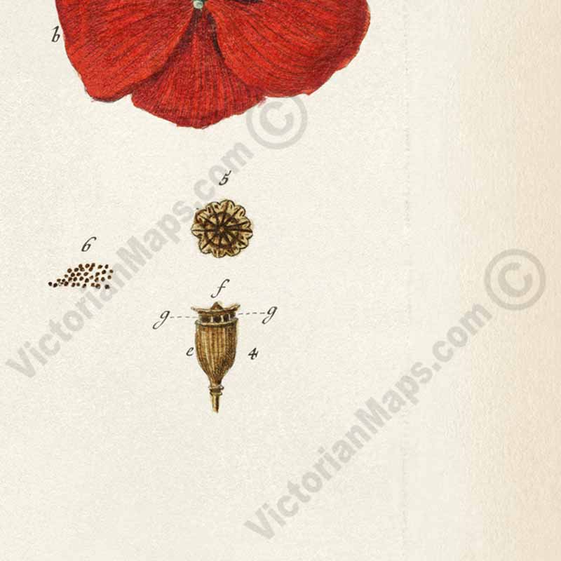 Common Red Poppy flowering plant Papaver erraticum rhoeas , botanical print by Elizabeth Blackwell, A Curious Herbal, 1757 art poster canvas gift