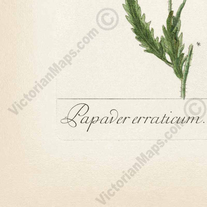 Common Red Poppy flowering plant Papaver erraticum rhoeas , botanical print by Elizabeth Blackwell, A Curious Herbal, 1757 art poster canvas gift