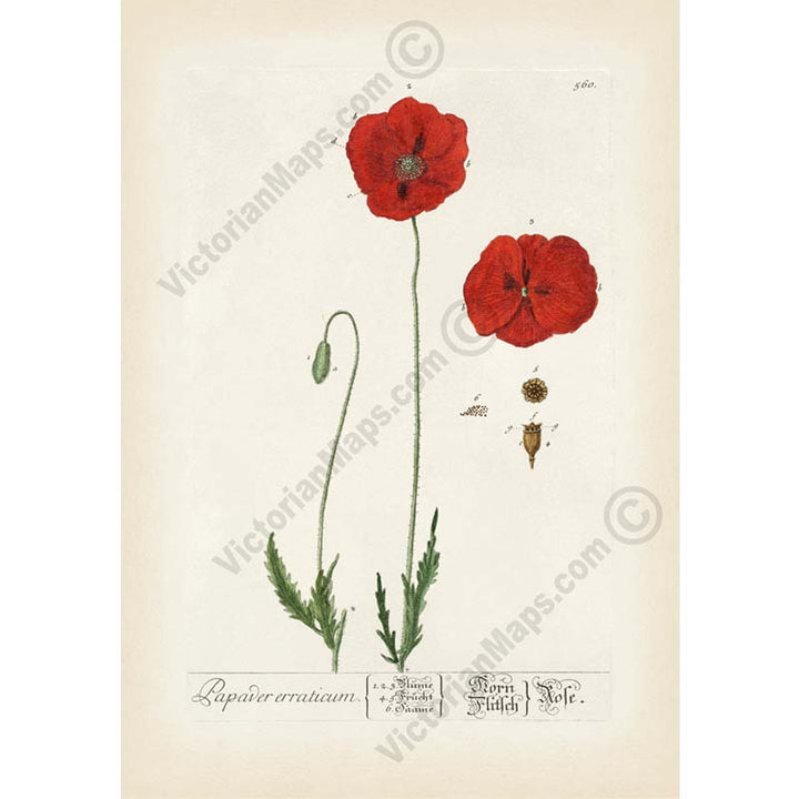 Common Red Poppy flowering plant Papaver erraticum rhoeas , botanical print by Elizabeth Blackwell, A Curious Herbal, 1757 art poster canvas gift