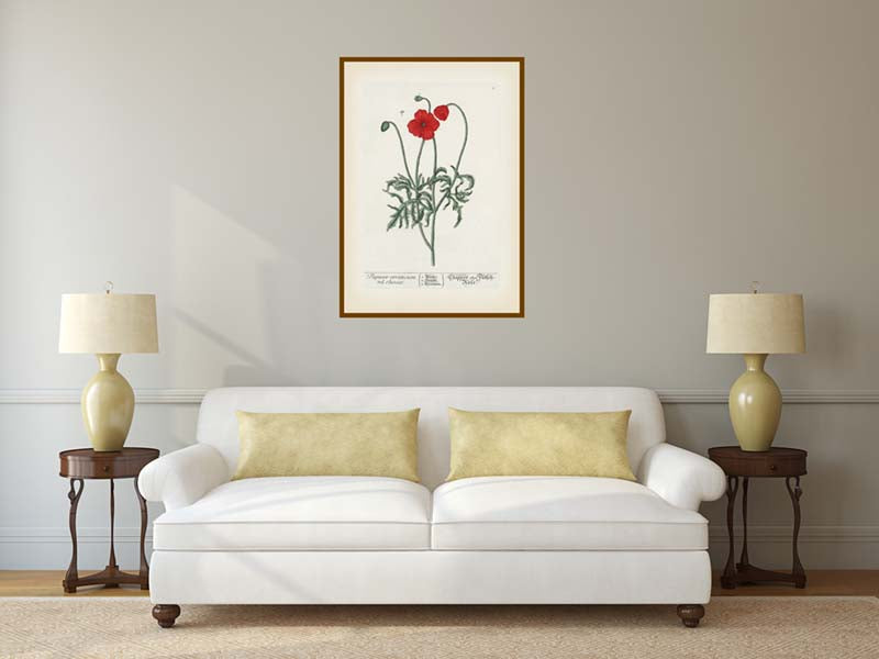 Common Red Poppy flowering plant Papaver erraticum rhoeas , botanical print by Elizabeth Blackwell, A Curious Herbal, 1737 art poster canvas gift