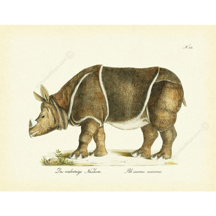 Rhino Rhinoceros unicornis - an engraved hand-coloured print by Karl Brodtmann, 1816 art print poster canvas gift
