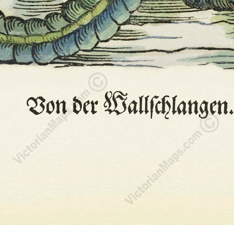 Giant Sea Serpent – hand-coloured woodcut print (part of a page) by Conrad Gessner, 1598 art poster canvas gift