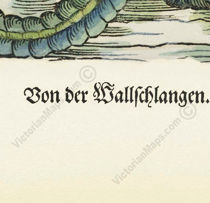 Giant Sea Serpent – hand-coloured woodcut print (part of a page) by Conrad Gessner, 1598 art poster canvas gift