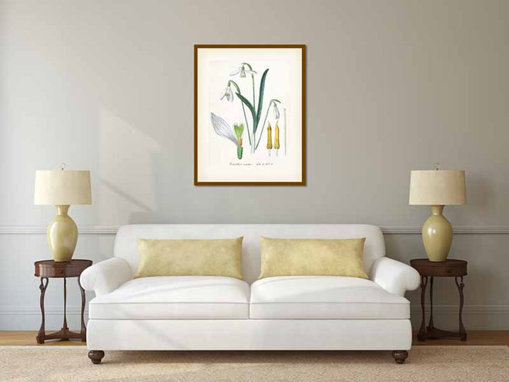 Snowdrops Common snowdrop Galanthus nivalis flowering plant, hand-coloured engraving, Victorian botanical print, 19c art poster canvas gift