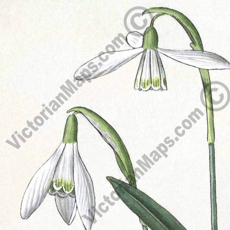 Snowdrops Common snowdrop Galanthus nivalis flowering plant, hand-coloured engraving, Victorian botanical print, 19c art poster canvas gift