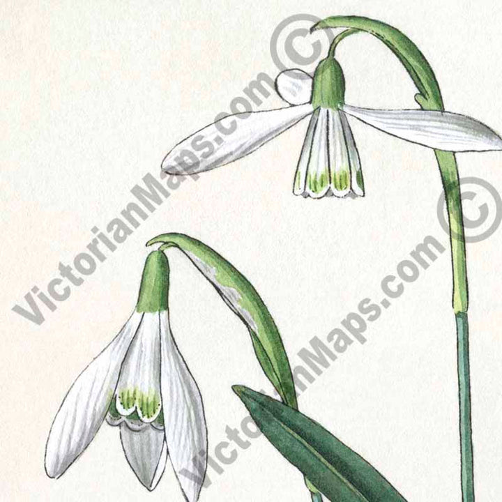 Snowdrops Common snowdrop Galanthus nivalis flowering plant, hand-coloured engraving, Victorian botanical print, 19c art poster canvas gift