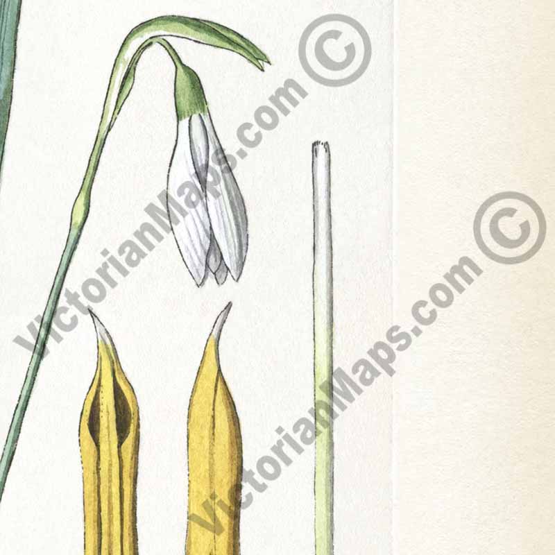 Snowdrops Common snowdrop Galanthus nivalis flowering plant, hand-coloured engraving, Victorian botanical print, 19c art poster canvas gift