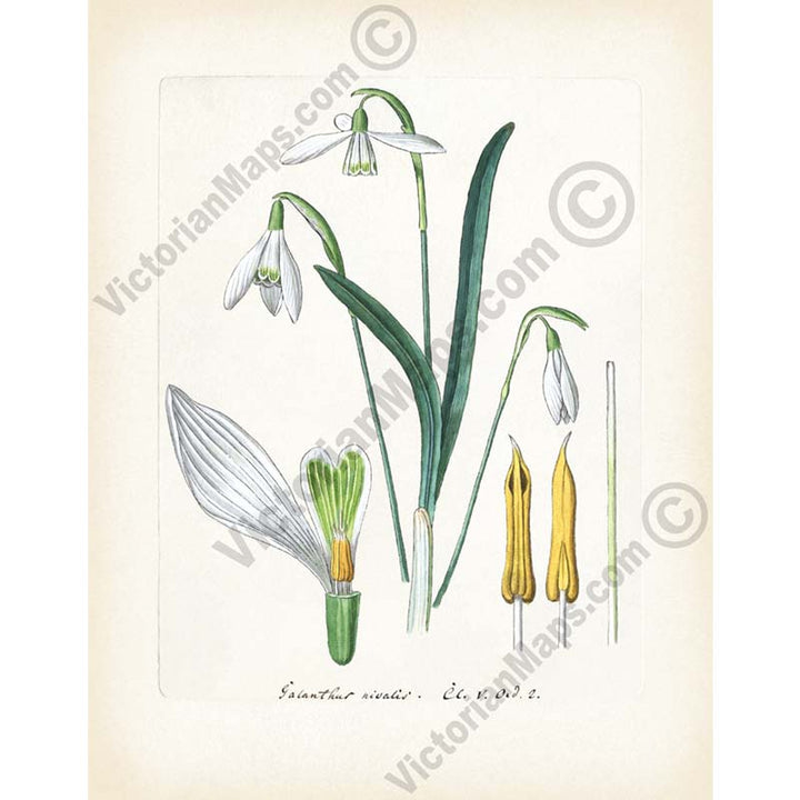 Snowdrops Common snowdrop Galanthus nivalis flowering plant, hand-coloured engraving, Victorian botanical print, 19c art poster canvas gift