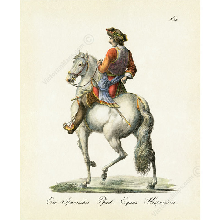 Equus hispanicus Spanish horse - an engraved hand-coloured equine print by Karl Brodtmann, 1816 art poster canvas gift