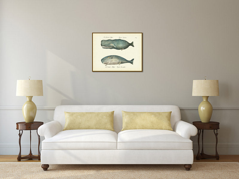 Sperm whale Cachalot Physeter cylindricus Physeter macrocephalus - an engraving by Karl Brodtmann, 1816 art print poster canvas gift