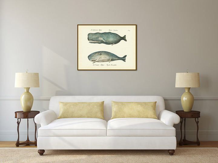 Sperm whale Cachalot Physeter cylindricus Physeter macrocephalus - an engraving by Karl Brodtmann, 1816 art print poster canvas gift