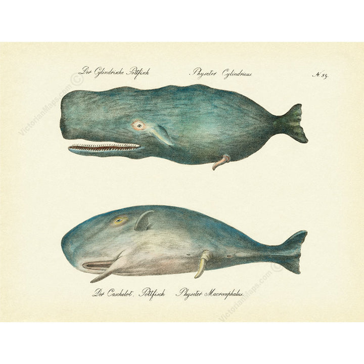 Sperm whale Cachalot Physeter cylindricus Physeter macrocephalus - an engraving by Karl Brodtmann, 1816 art print poster canvas gift