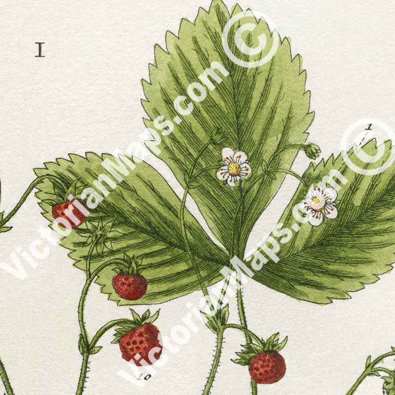 Wild strawberry Fragaria vesca flowering plant, botanical print by Elizabeth Blackwell, 1737 art poster canvas gift