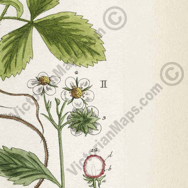 Wild strawberry Fragaria vesca flowering plant, botanical print by Elizabeth Blackwell, 1737 art poster canvas gift