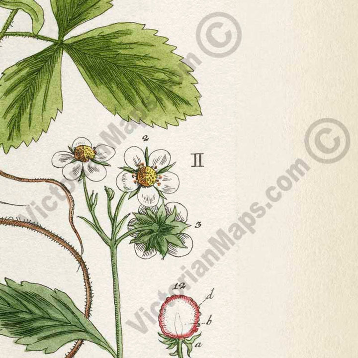 Wild strawberry Fragaria vesca flowering plant, botanical print by Elizabeth Blackwell, 1737 art poster canvas gift