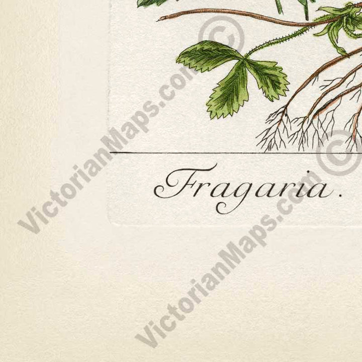 Wild strawberry Fragaria vesca flowering plant, botanical print by Elizabeth Blackwell, 1737 art poster canvas gift