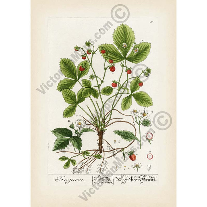 Wild strawberry Fragaria vesca flowering plant, botanical print by Elizabeth Blackwell, 1737 art poster canvas gift