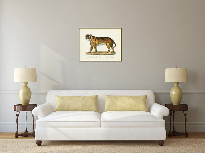 Tiger Felis tigris - an engraved hand-coloured print by Karl Brodtmann, 1816 art print poster canvas gift