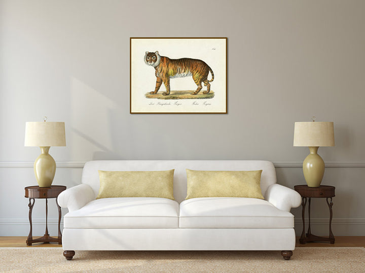 Tiger Felis tigris - an engraved hand-coloured print by Karl Brodtmann, 1816 art print poster canvas gift