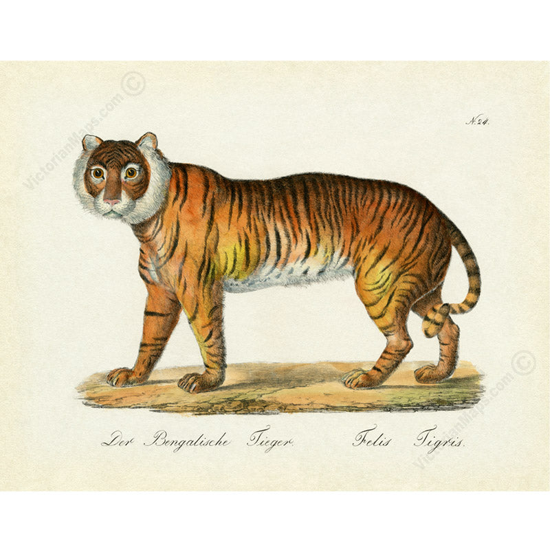 Tiger Felis tigris - an engraved hand-coloured print by Karl Brodtmann, 1816 art print poster canvas gift