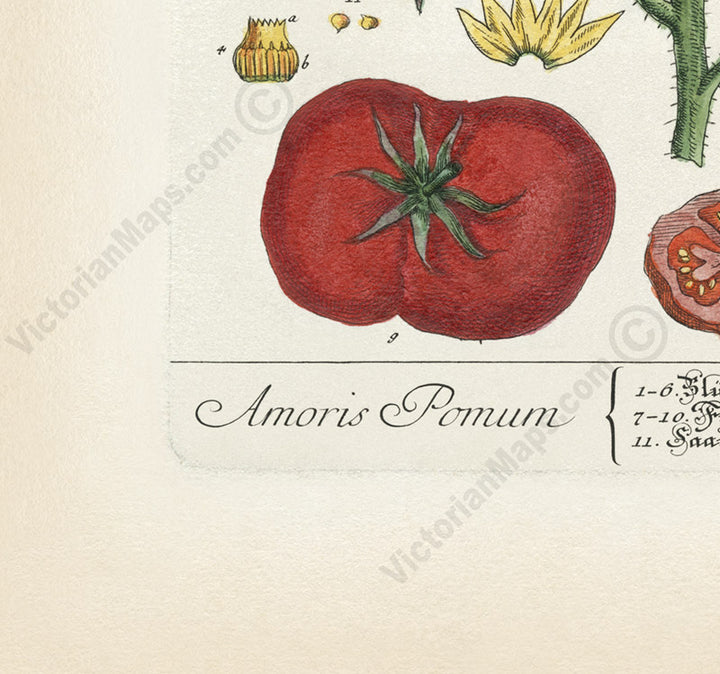 Tomato flowering plant and fruits Amoris Pomum Solanum lycopersicum , botanical print by Elizabeth Blackwell, 1737 art poster canvas gift